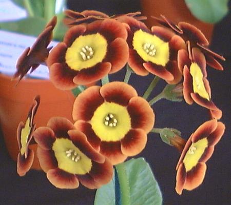 Gail Atkinson