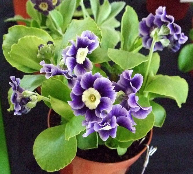 OLD IRISH BLUE
