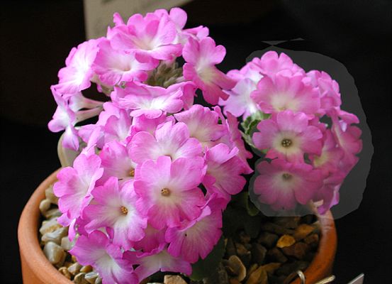 Lindum Geisha
