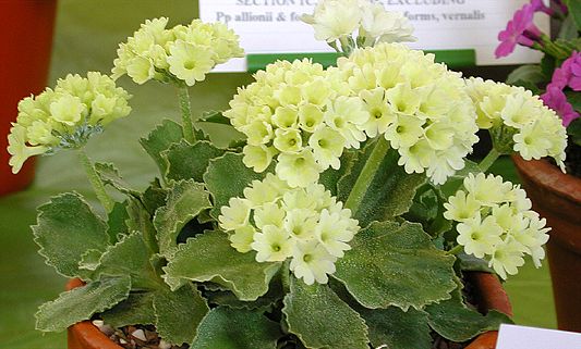 Lindum Limelight