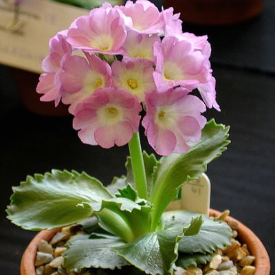 xLindum Regal
