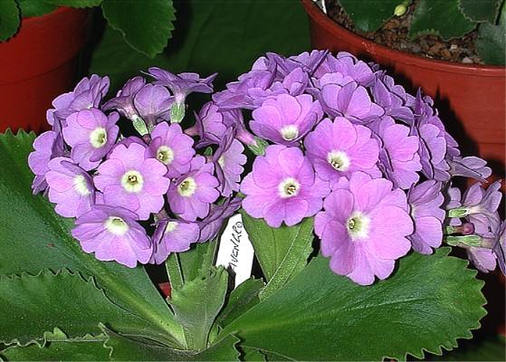 Mere Lavengro