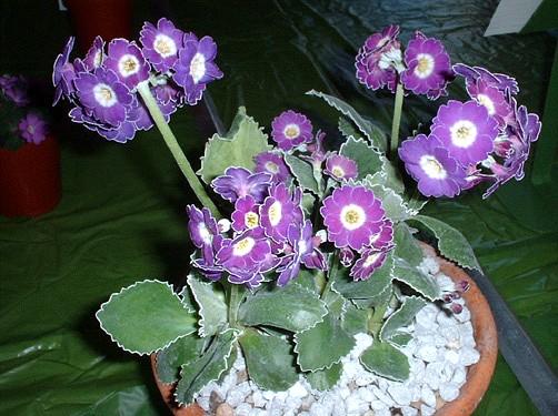 Marginata x Phillip