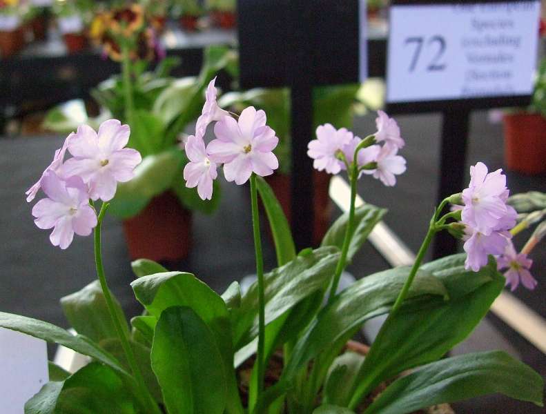 PRIMULA CARNIOLICA