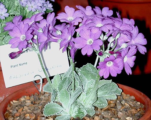 Marginata Kesselrings