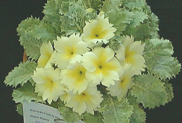 Aureata
