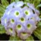 Primula Bhutanica