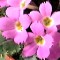 Primula Bracteosa