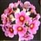 Primula Calderiana