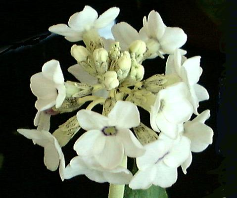 CHIONANTHA