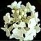 Primula Chionantha
