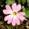 Primula Clarkei