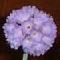 Primula Denticulata
