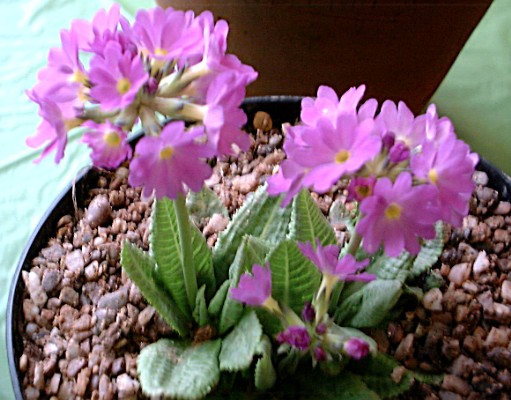 ERYTHROCARPA