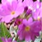Primula Erythrocarpa