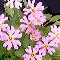 Primula Fasciculata