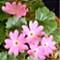 Primula Hidekana