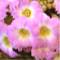 Primula Irregularis