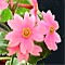 Primula Kisoana