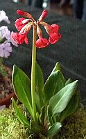 Primula Maximowiczii