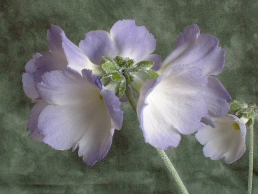 Reidii Williamsii