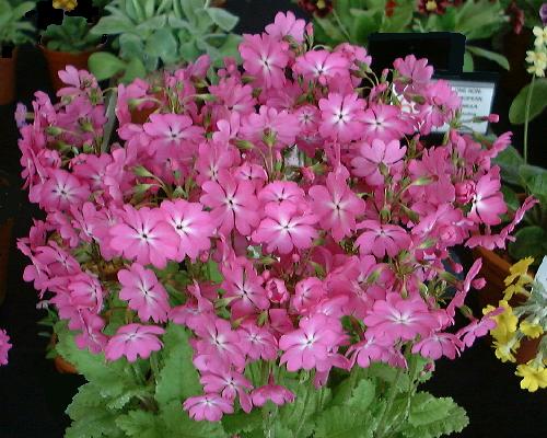 Sieboldii - Dancing Ladies