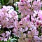 Primula Sieboldii - Lilac Sunbonnet
