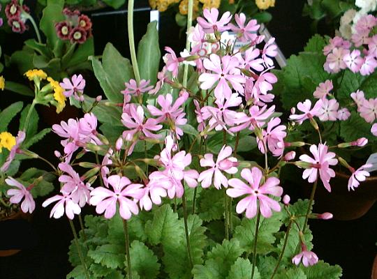 Sieboldii - Nore Tsubame