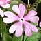 Primula Sieboldii - Nora Tsubame