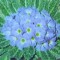 Primula x Arduaine