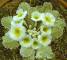 Primula x Netta Dennis