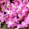 Primula x Redpoll