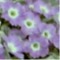 Primula x Tantallon