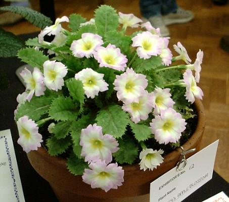 TINNEY'S APPLEBLOSSOM