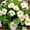 Primula x Tinney's Appleblossom