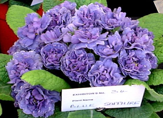 BLUE SAPPHIRE
