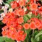 Hybrid Polyanthus Don Keefe