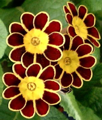 GOLD LACED POLYANTHUS