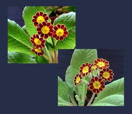 GOLD LACED POLYANTHUS
