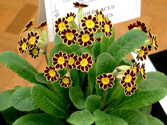 GOLD LACED POLYANTHUS (DARK)