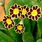Gold Laced  Polyanthus (Dark)