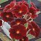 Hybrid Cowichan Polyanthus