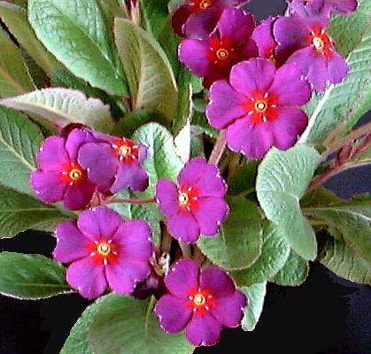 HYBRID COWICHAN POLYANTHUS