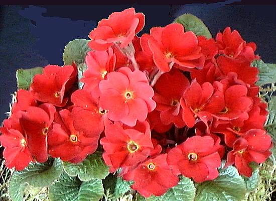 HYBRID COWICHAN POLYANTHUS