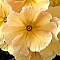 Crescendo Polyanthus
