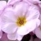 Hybrid yellow primrose
