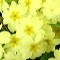 Hybrid pale yellow primrose