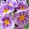 Hybrid Polyanthus Striped