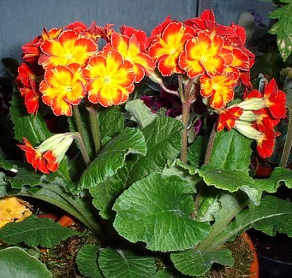 HYBRID POLYANTHUS BRUCE'S FIRE
