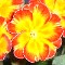 Hybrid Polyanthus Bruce's Fire